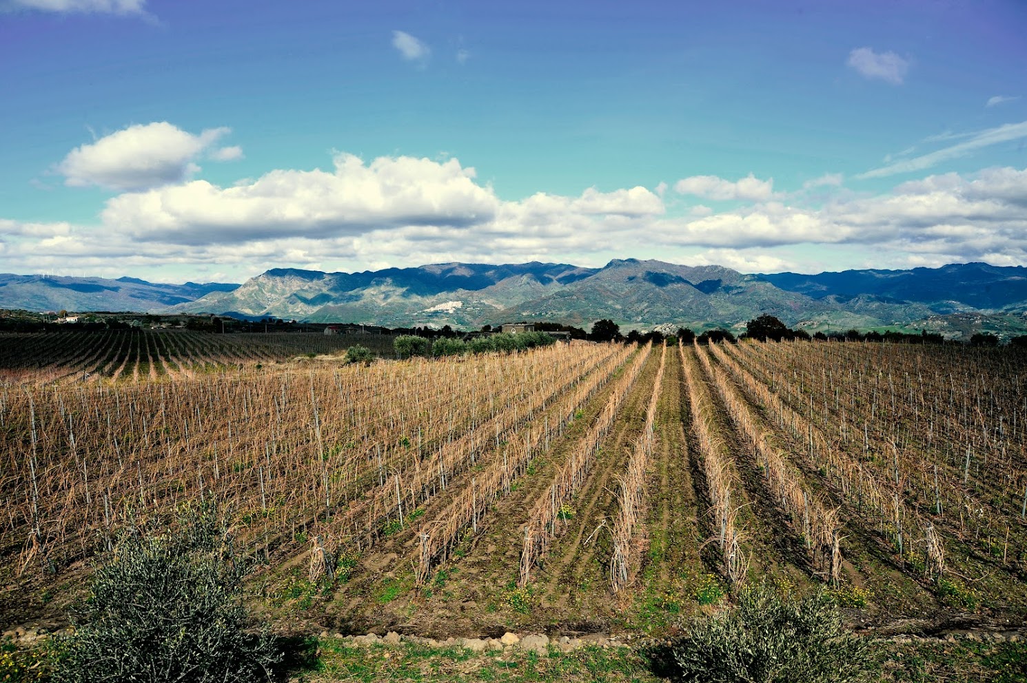 Degustazione in Cantina Cantoneri