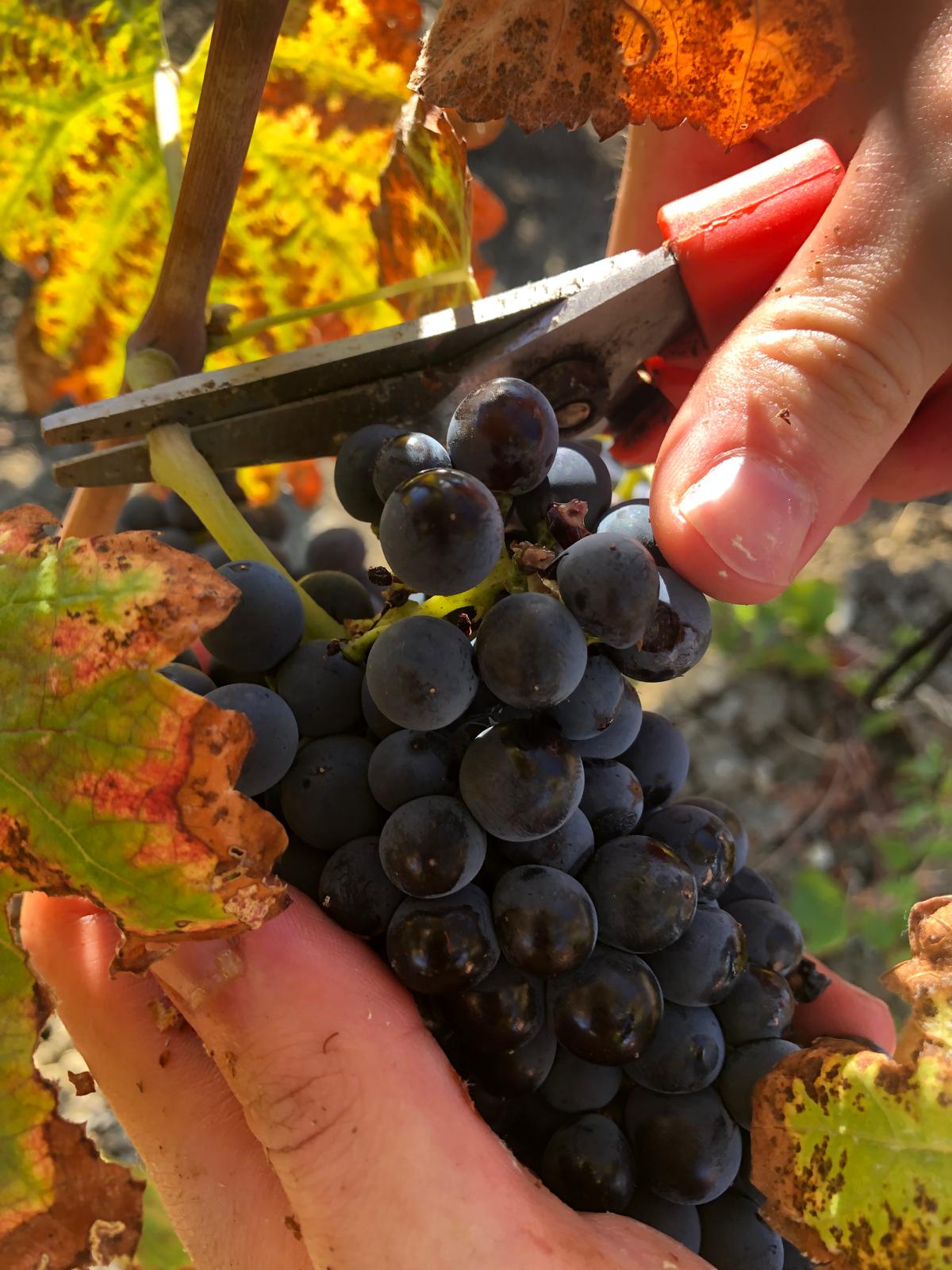 WINE EXPERIENCE “A CASA NOSTRA”
