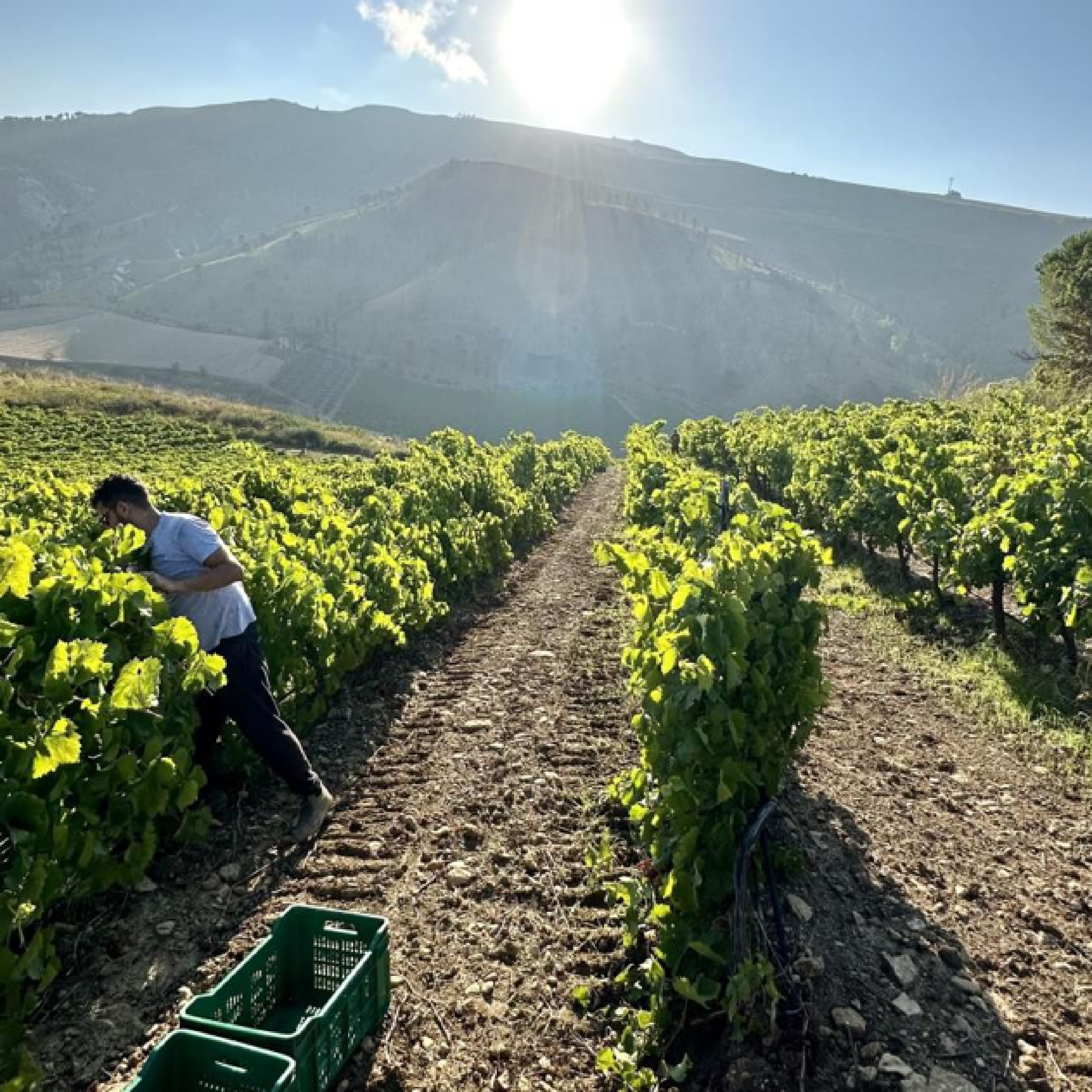 Visita in Vigna aggiuntiva (in base alle condizioni meteo)